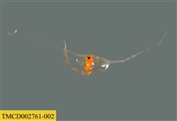 藏品(短尾類幼生)的圖片